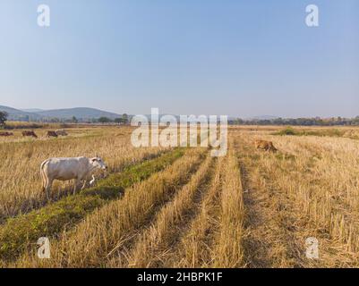 Tradizionale mucca asiatica mangiare paglia in campo di riso vista aerea Foto Stock