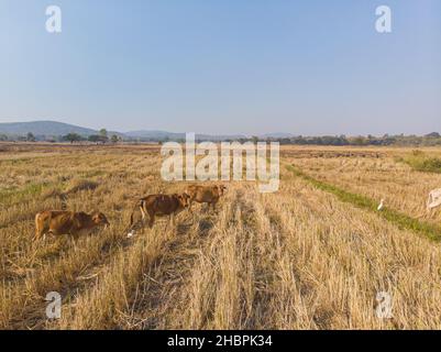 Tradizionale mucca asiatica mangiare paglia in campo di riso vista aerea Foto Stock