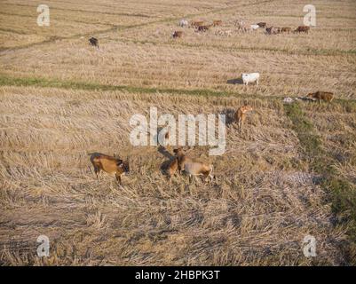 Tradizionale mucca asiatica mangiare paglia in campo di riso vista aerea Foto Stock