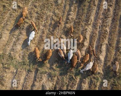 Tradizionale bovino asiatico su paglia campo vista aerea Foto Stock
