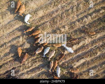 Tradizionale bovino asiatico su paglia campo vista aerea Foto Stock