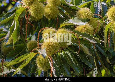 Marroni di castagno al sole, appesi su un albero nella gola di Poqueira vicino Capileira. Fuoco selettivo sui sbucchi vicini. Foto Stock