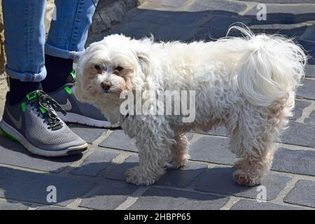 Cane razza maltese su una passeggiata con il proprietario, lappdog il bosegnese si trova vicino ai piedi dei proprietari. Primo piano. Foto Stock