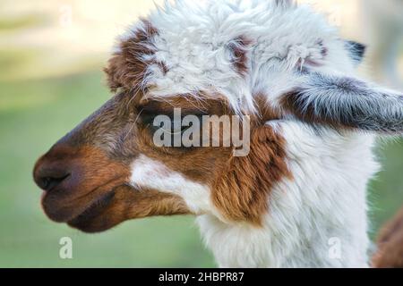 alpaca scattata in ritratto. Mammiferi interessati e carini. Sono animali da fattoria da cui la lana è lavorata. Foto Stock