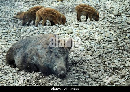OLYMPUS DIGITAL CAMERA          Wildschweine Foto Stock