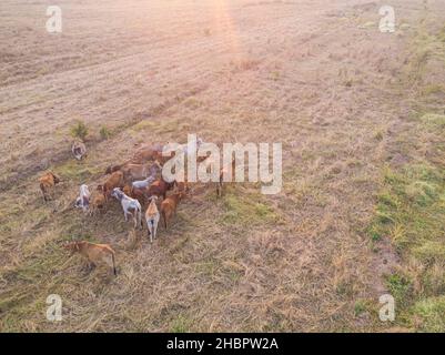 Tradizionale bovino asiatico su paglia campo vista aerea Foto Stock