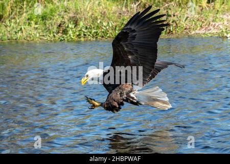 Stati Uniti, Sud, Louisiana, Haliaeetus leucocephalus, Bald Eagle, Local Caption USA, South, Louisiana, Haliaeetus leucocephalus, Bald Eagle, rapporto Foto Stock