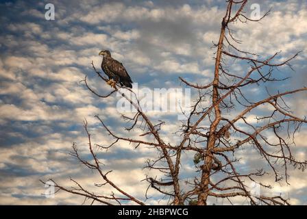 USA, Oregon, contea di Malheur, fiume Malheur, aquila di calvo immatura, Haliaeetus leucocephalus (m) Caption locale *** USA, Oregon, Contea di Malheur, Malh Foto Stock