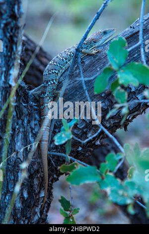 USA, Texas occidentale, Big Bend National Park, Texas Alligator Lizard, Gerrhonotus infernalis *** Local Caption *** USA, Texas occidentale, Big Bend National Par Foto Stock