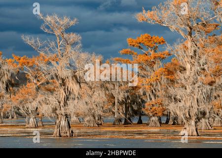 USA, Texas, lago di Caddo *** Caption locale *** USA, Texas, lago di Caddo, palude di Cypress, natura, orientale, americano, foresta, tempesta, albero, cipresso calvo, nat Foto Stock