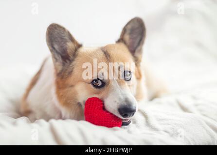 carino cucciolo di corgi giace su un letto bianco e tiene un cuore di maglia rosso nei suoi denti Foto Stock