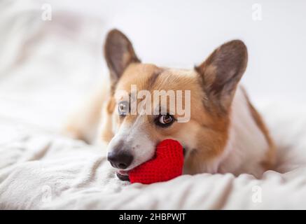 carino cucciolo di corgi giace su un letto bianco e tiene un cuore di maglia rosso nei suoi denti Foto Stock