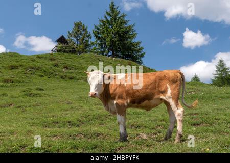 Kühe auf der Oberauer-Brunst-Alm (940 m) im Hochplattengebiet hoch über Mühlau im Schlechinger tal - Chiemgau Foto Stock