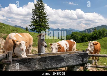 Kühe auf der Oberauer-Brunst-Alm (940 m) im Hochplattengebiet hoch über Mühlau im Schlechinger tal - Chiemgau Foto Stock