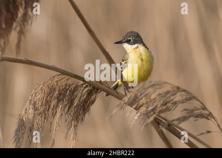 Riserva naturale Sentina, Cerretta gialla, Motacilla flava, San Benedetto del Tronto, Marche, Italia, Europa Foto Stock