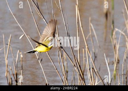 Riserva naturale Sentina, Cutretta gialla alla Fly, Motacilla flava, San Benedetto del Tronto, Marche, Italia, Europa Foto Stock