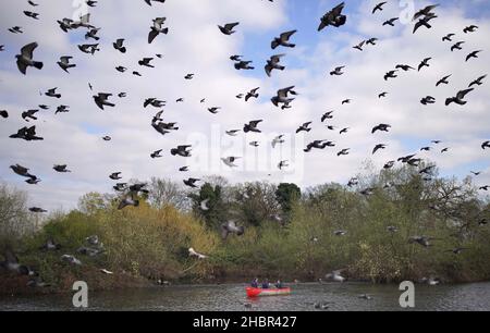 Revisione dell'anno 2021. File photo datato 02/04/21 di piccioni che volano sopra la gente sul lago di Finsbury Park in barca a Londra. Data di emissione: Martedì 21 dicembre 2021. Foto Stock