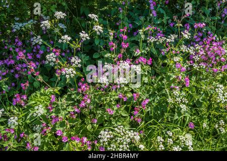 Red Campion e prezzemolo di vacca, fiori comuni del hedgerow inglese in inizio estate, vicino a Bag Enderby nel Lincolnshire Wolds, Inghilterra Foto Stock