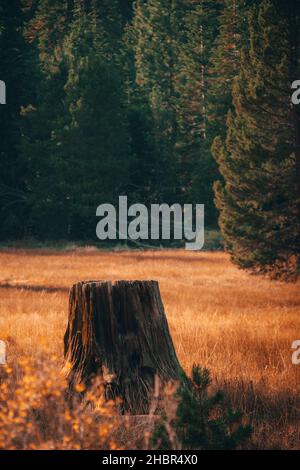 INCLINE VILLAGE, STATI UNITI - Sep 27, 2021: Un tronco di albero in un campo in Lake Tahoe, Incline Village, Stati Uniti Foto Stock