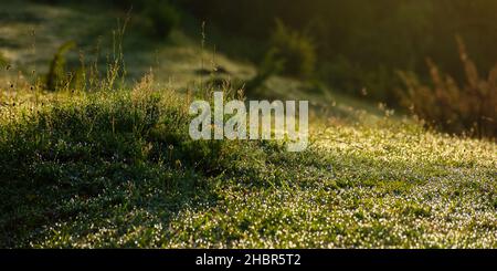 erba fresca bagnata. ambiente verde naturale. gocce di rugiada sulle piante all'aperto. sfondo naturale estivo al mattino Foto Stock