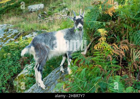 Capra ferale nella Valle delle rocce Exmoor Parco Nazionale vicino Lynton e Lynmouth Devon Inghilterra GB Europa Foto Stock