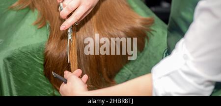 Mani di parrucchiere taglio donna capelli lunghi, primo piano Foto Stock