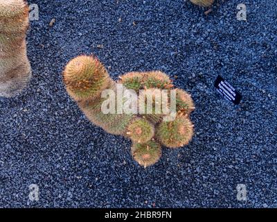 Jardin du cactus Lanzarote Foto Stock