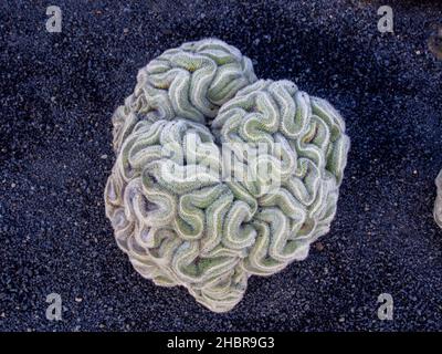 Jardin du cactus Lanzarote Foto Stock