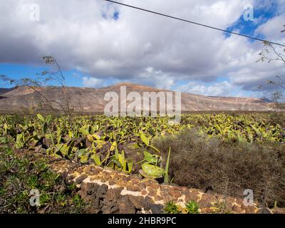 Jardin du cactus Lanzarote Foto Stock