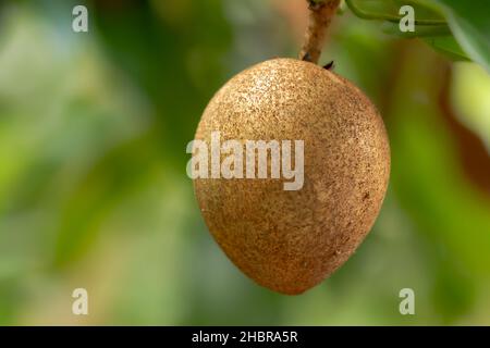 Sapodilla marrone frutta appesa all'albero, lo sfondo delle foglie verdi è sfocato Foto Stock