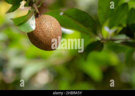 Sapodilla marrone frutta appesa all'albero, lo sfondo delle foglie verdi è sfocato Foto Stock