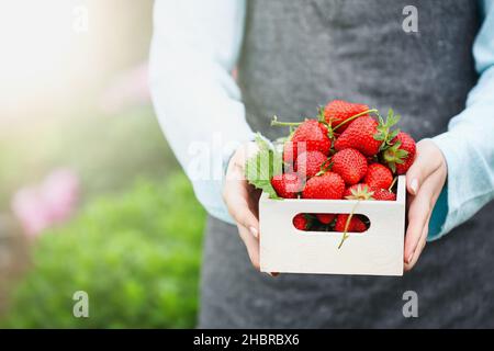 Giovane agricoltore biologico che indossa un grembiule grigio che tiene in mano una scatola piena di fragole fresche biologiche. Sfondo sfocato. Foto Stock