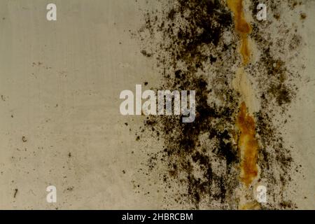 Le pareti sono in cemento marrone chiaro, sopraffolte di muschio verde nerastro, appaiono sporche e invecchiate Foto Stock