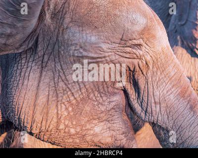 Un frammento della museruola rugosa di un elefante con occhi chiusi e bocca leggermente aperta. Elefante ridente. Primo piano. Vista del profilo. Foto Stock