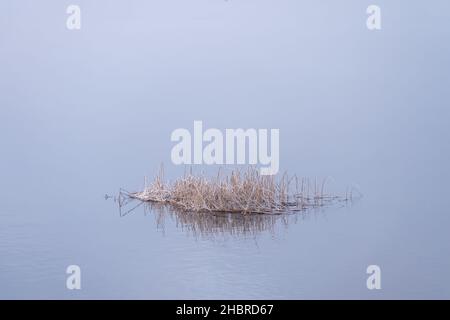 Bella mattina fredda, la nebbia gira intorno al paesaggio invernale. Le canne in primo piano sono gelide. Sfondo Misty luminoso con spazio di copia. Foto Stock