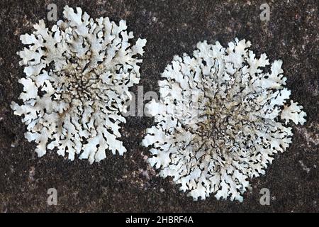 Parmelià saxatilis, comunemente noto come lichen di scudo salato o lichen di crottle grigio, Foto Stock