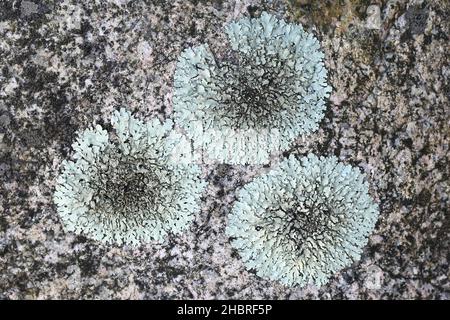 Parmelià saxatilis, comunemente noto come lichen di scudo salato o lichen di crottle grigio, Foto Stock