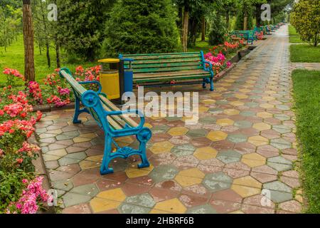 Rose in fiore nel Parco Rudaki a Dushanbe, capitale del Tagikistan Foto Stock