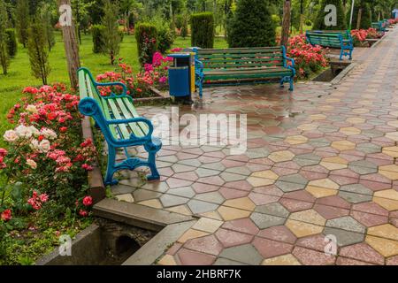 Rose in fiore nel Parco Rudaki a Dushanbe, capitale del Tagikistan Foto Stock