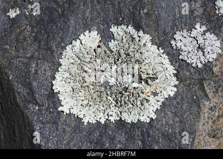 Parmelià saxatilis, comunemente noto come lichen di scudo salato o lichen di crottle grigio, Foto Stock