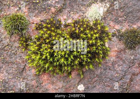 Andreaea rupestris, comunemente noto come muschio di roccia nera o muschio di roccia, che cresce su roccia di granito Foto Stock
