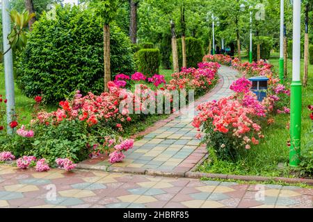 Rose in fiore nel Parco Rudaki a Dushanbe, capitale del Tagikistan Foto Stock