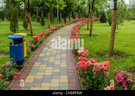 Rose in fiore nel Parco Rudaki a Dushanbe, capitale del Tagikistan Foto Stock