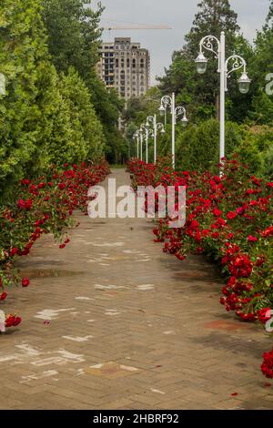 Rose in fiore nel Parco Rudaki a Dushanbe, capitale del Tagikistan Foto Stock