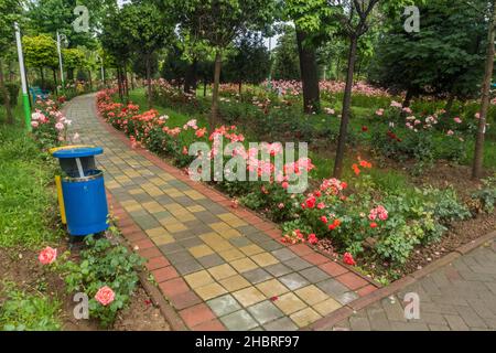 Rose in fiore nel Parco Rudaki a Dushanbe, capitale del Tagikistan Foto Stock