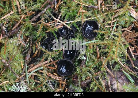 Pseudoplectania nigrella, comunemente conosciuta come la tazza di ebano o la tazza nera pelosa, fungo selvatico dalla Finlandia Foto Stock