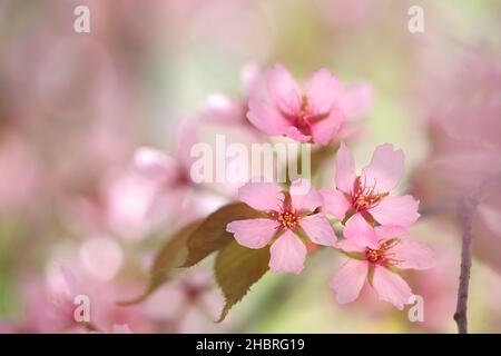 Prunus sargentii, comunemente noto come Sargent della ciliegia o Nord giapponese cherry hill Foto Stock