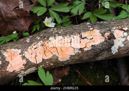 Peniophora incarnata, conosciuta come la crosta rosata, fungo selvatico della Finlandia Foto Stock