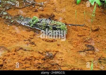 Ferro-ossidante batteri colorazione di un fondo di foresta ruscello arancione Foto Stock