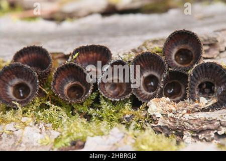 Cyathus striatus, noto come le scanalate Bird's Nest fungo o splash cup, funghi dalla Finlandia Foto Stock